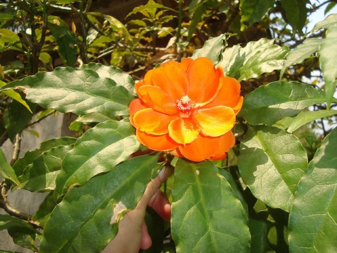 Pereskia Orange