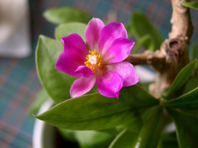 Pereskia Grandiflora