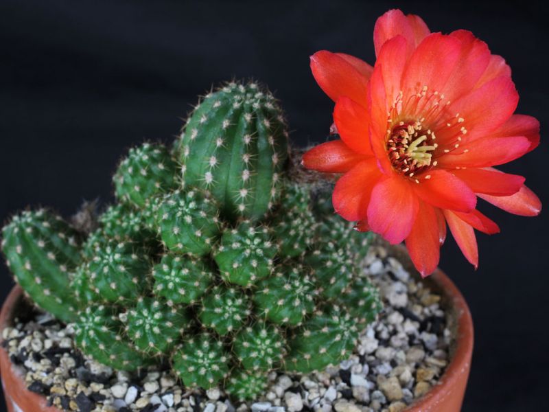 Eine ungewöhnlich schöne blühende Kaktus-Echinopsis - eine Vielzahl von Arten und häusliche Pflege