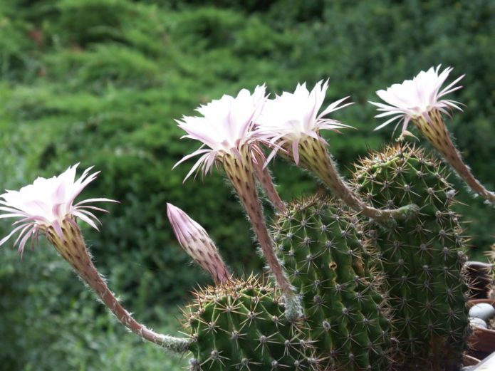 Echinopsis Sharp ou Oksigona