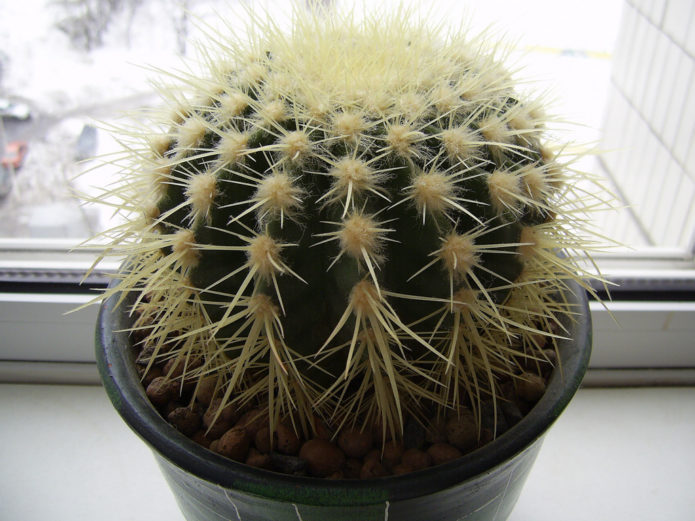 Echinopsis Gruzoni