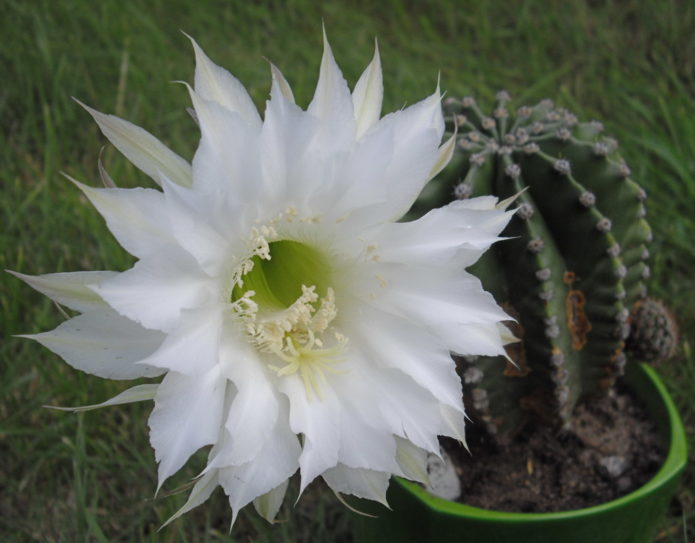 Echinopsis Erie