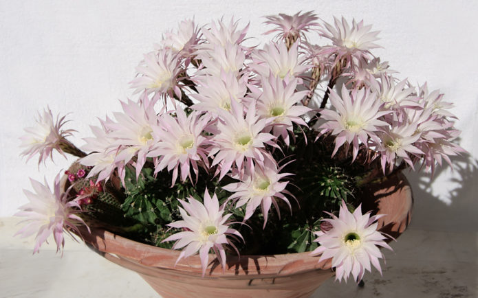 Echinopsis tubiflora