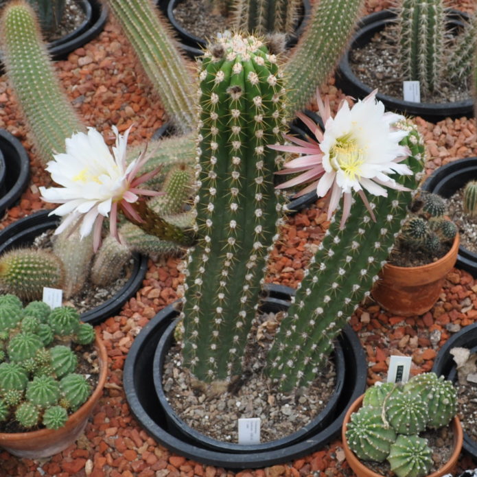 Bonbonnières Echinopsis