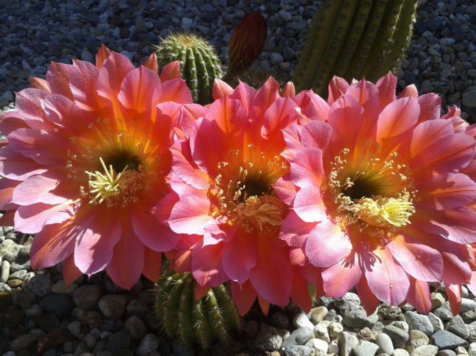 Hibrid Echinopsis