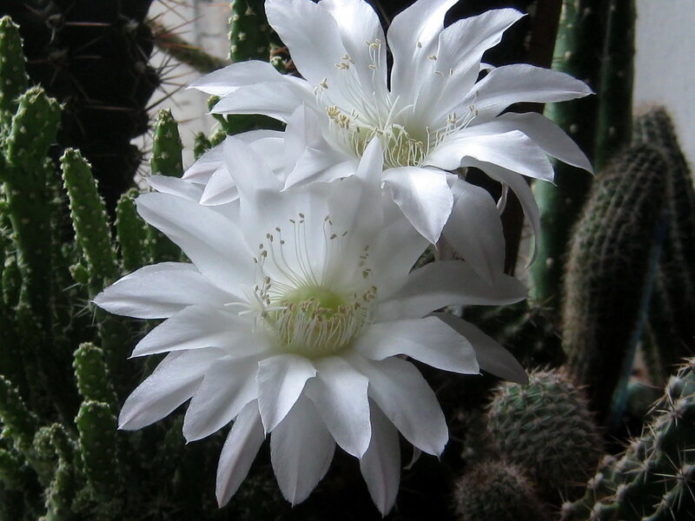 Echinopsis de flor branca