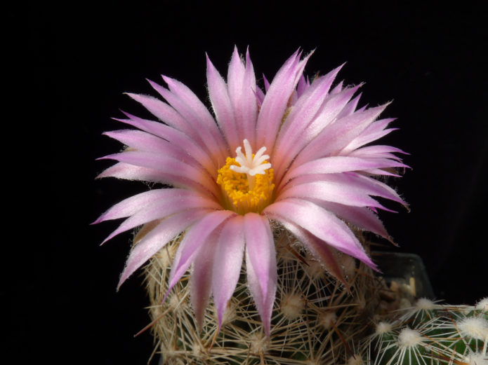 Echinopsis fehér virágú