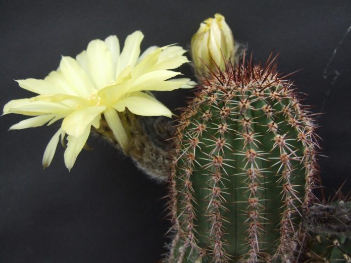 Echinopsis אוקסיגונה