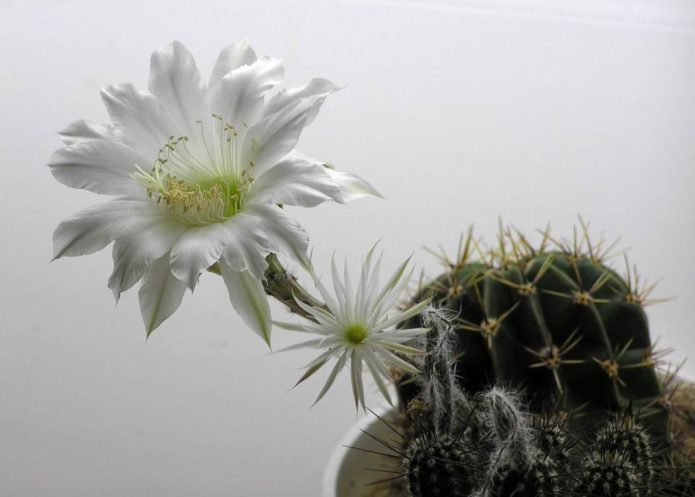 Echinopsis de nariz adunco