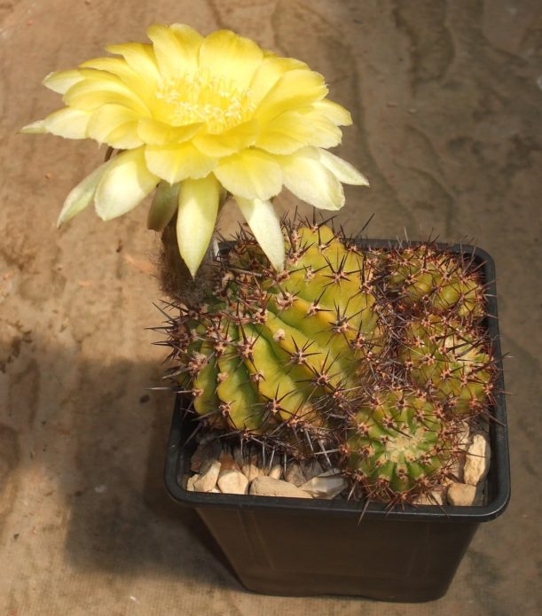 Echinopsis สีทอง