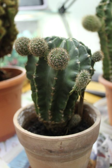 Cấy ghép Echinopsis