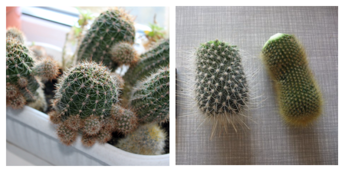 Echinopsis-transplantatie