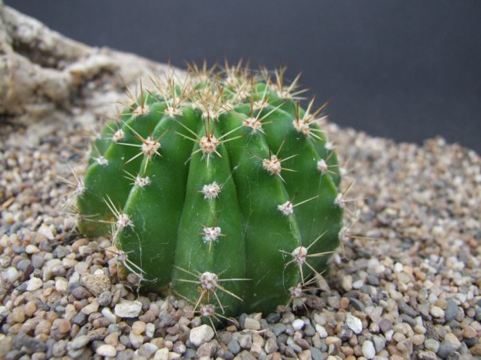 Echinopsis-transplantatie