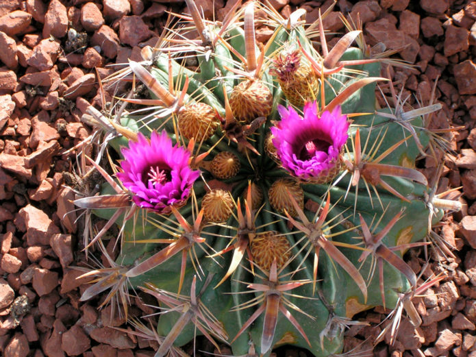 Malapad na spined ng Ferocactus latispinus