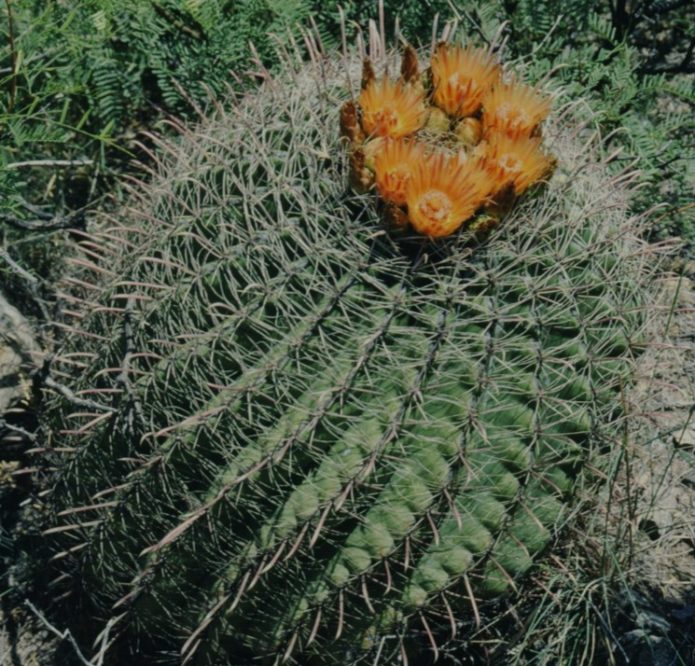 Ferocactus vislicene