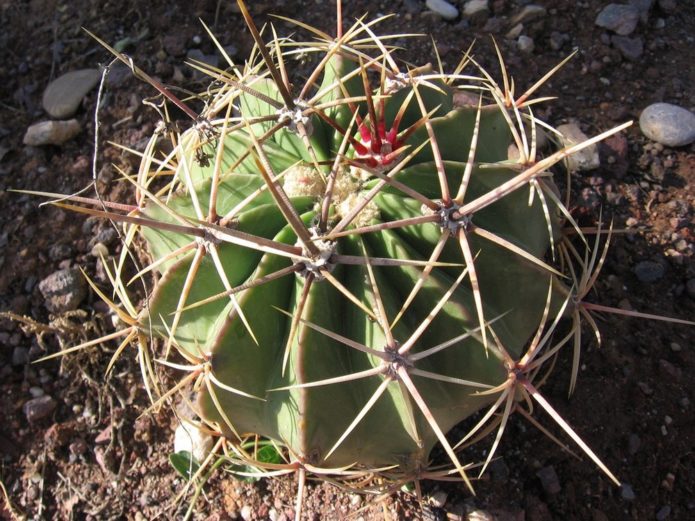 Ferocactus Histrix