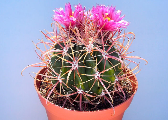 „Ferocactus Ford“