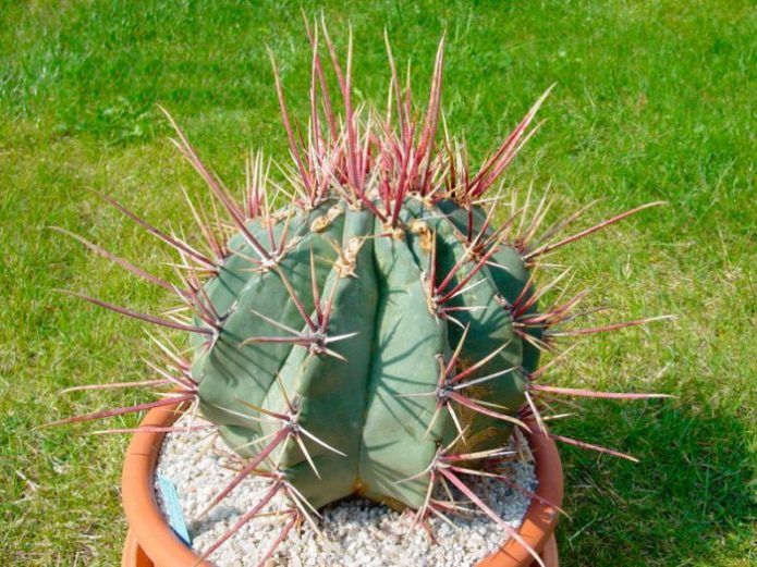 Ferocactus pravolinijski