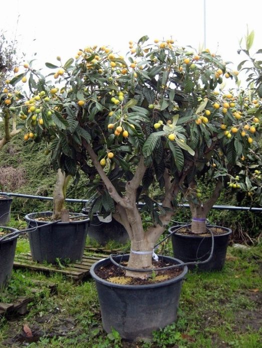 Néflier dans un pot