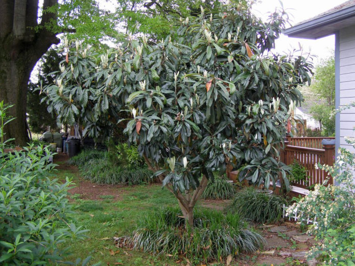 Medlar dalam reka bentuk landskap