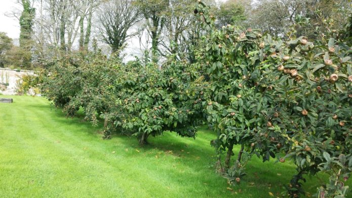 Medlar a táj tervezésében