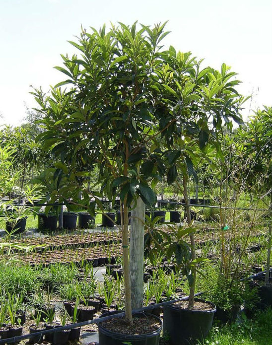 Medlar in landscape design