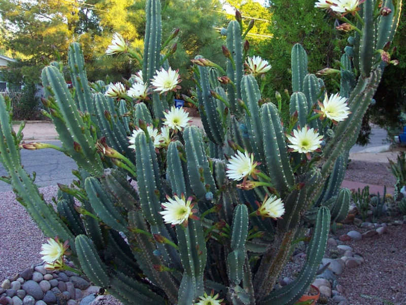 Atractiu Cereus: plantació i cura a casa