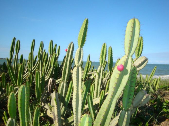 Cereus cactus a la natura