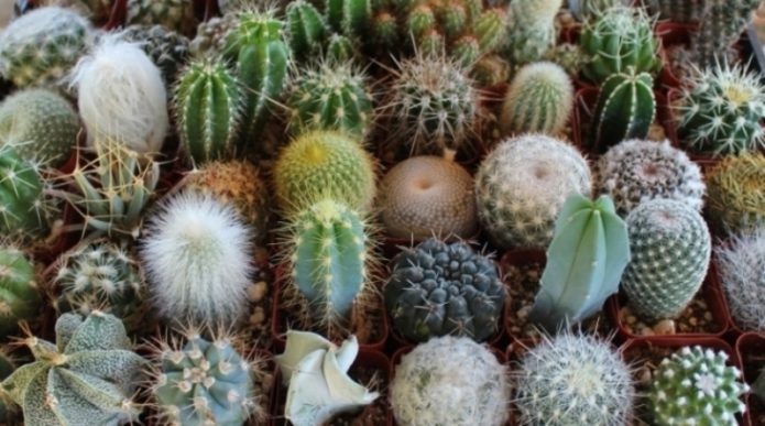 Verschillende soorten huiscactussen