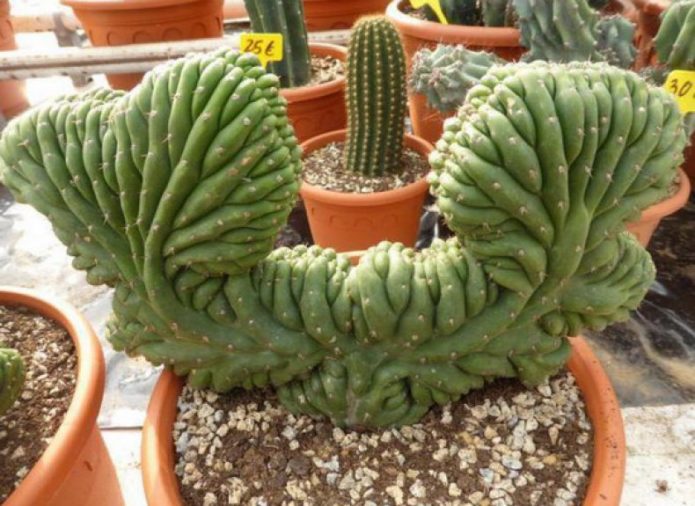 Cereus ve tvaru monstrose