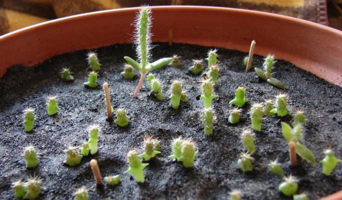 Estacas de Cereus em um vaso