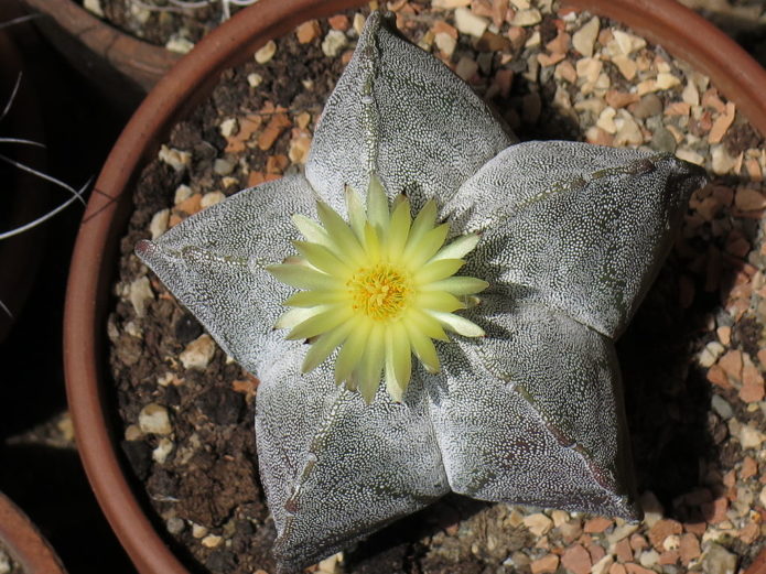 Astrophytum myriostigma aux mille points