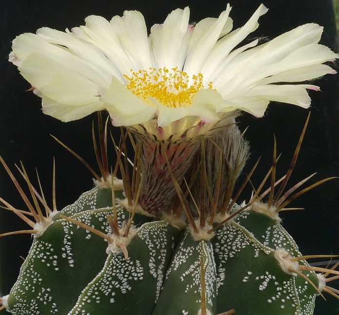 Astrophytum ukrašen ornatumom