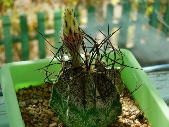 Astrophytum козирог козирог