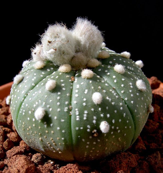 Astrophytum žvaigždžių asterijos