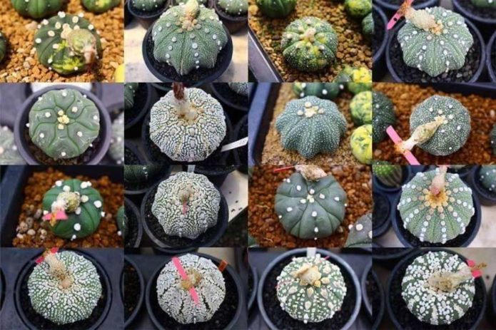 Mélange d'astrophytum