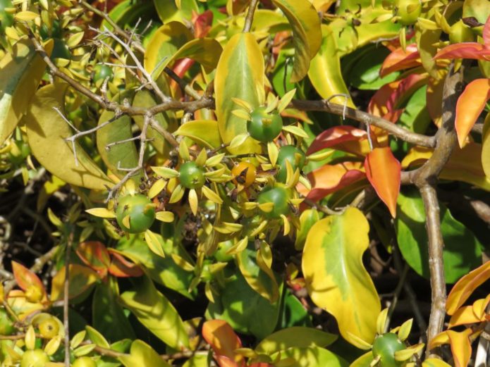 Pereskia stachelig in der Natur