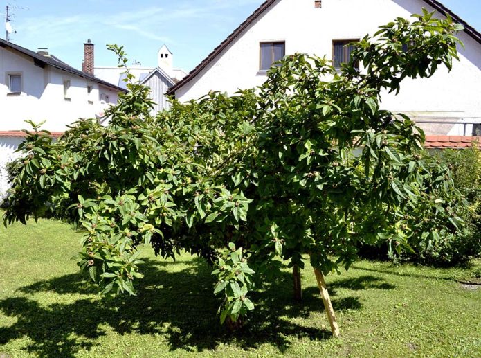 Medlar koks ar izplatītu vainagu