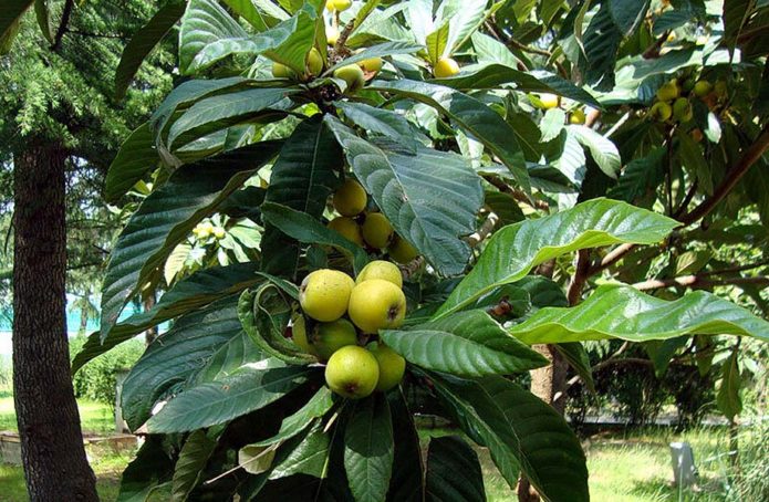 Medlar di kebun