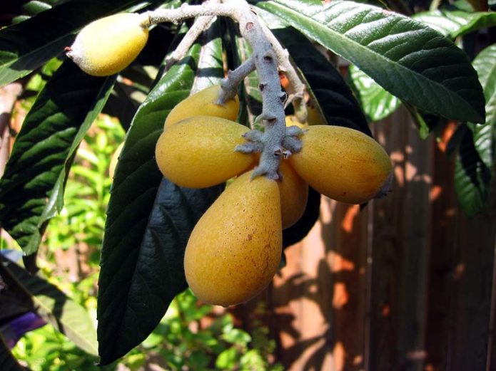 Medlar variety Sladkaya Dracheva