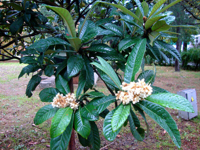 Blomstrende medlar