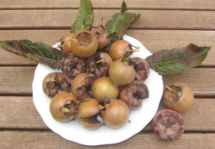 Medlar Jerman