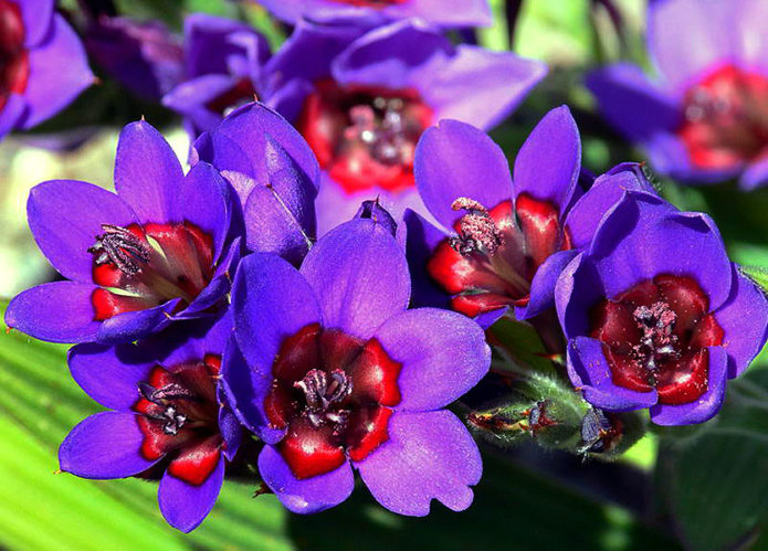 Babiana vermelho-azul