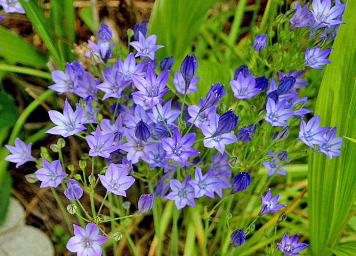 Blaue brodieya con fabiola