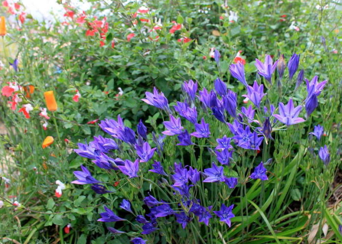 Blue brodieya con fabiola w sadzeniu grupowym