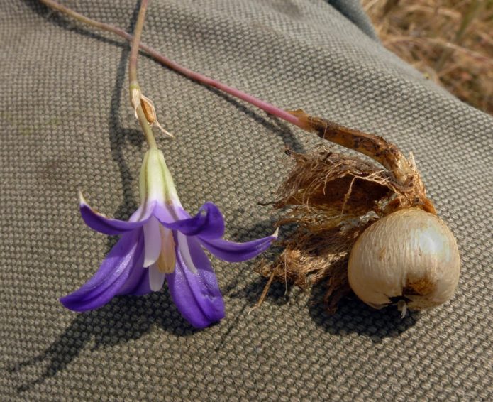 Blaue Brodieya con Fabiola, Blume und Zwiebel