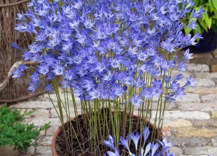 Brodiei bleu dans un grand pot