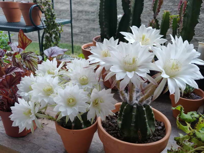 Echinopsis mekar di tingkap