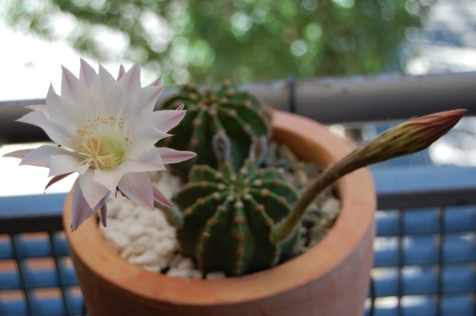 Bloeiende echinopsis