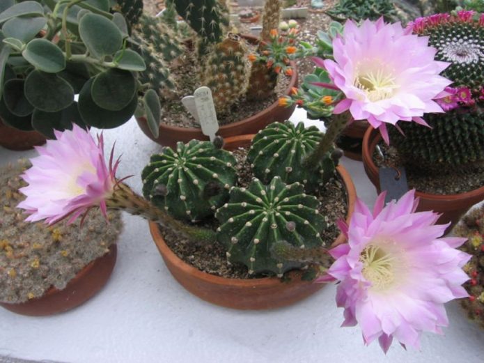 Echinopsis bloeit roze